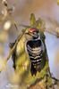 Lesser Spotted Woodpecker