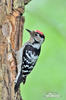 Lesser Spotted Woodpecker