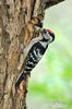 Lesser Spotted Woodpecker