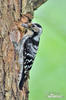 Lesser Spotted Woodpecker