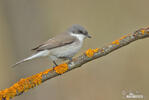 Lesser Whitethroat