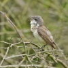 Lesser Whitethroat