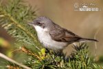 Lesser Whitethroat