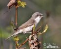 Lesser Whitethroat