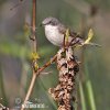 Lesser Whitethroat