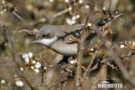 Lesser Whitethroat