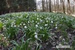 Leucojum vernum