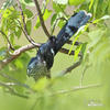 Levaillant´s Cuckoo