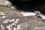 Lézard des murailles