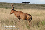 Lierantilope