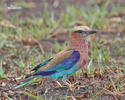 Lilac-breasted Lilacbreasted Roller