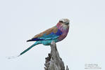 Lilac-breasted Lilacbreasted Roller