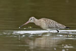 Limosa lapponica