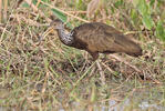 Limpkin, Carrao