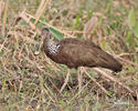 Limpkin, Carrao