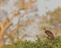 Limpkin, Carrao