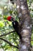 Lineated Woodpecker