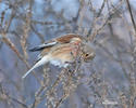 Linnet