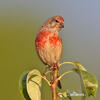 Linnet