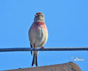 Linnet