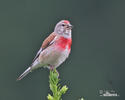 Linnet