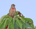 Linotte mélodieuse