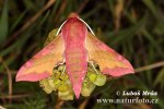 Hawk Moths