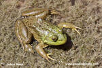 Lithobates catesbeianus