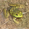 Lithobates catesbeianus