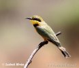 Little Bee-eater