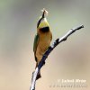 Little Bee-eater