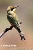 Little Bee-eater