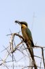 Little Bee-eater