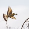 Little Bee-eater