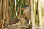 Little Bittern