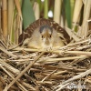 Little Bittern