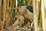 Little Bittern