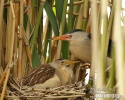 Little Bittern