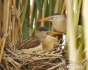 Little Bittern