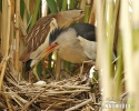 Little Bittern