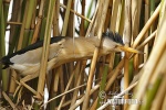 Little Bittern