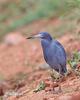 Little Blue Heron