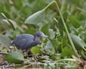 Little Blue Heron