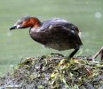 Little Grebe