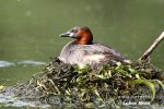 Little Grebe