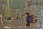 Little Grebe