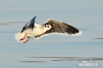 Little Gull