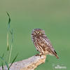 Little Owl