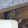 Little Owl