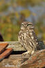 Little Owl